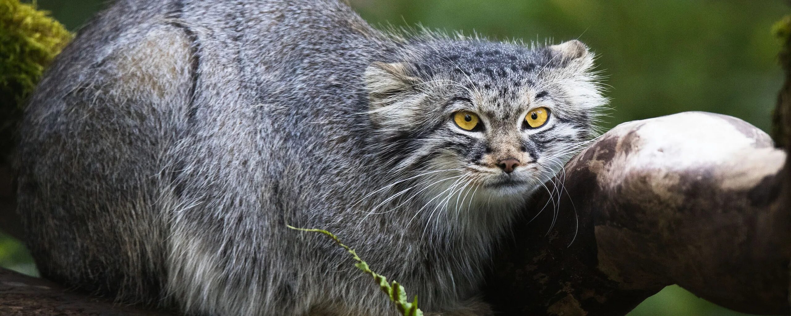 Кот манул. Манул злой. Кот манул. Манул в забайкалье. Большой дикий кот манул.