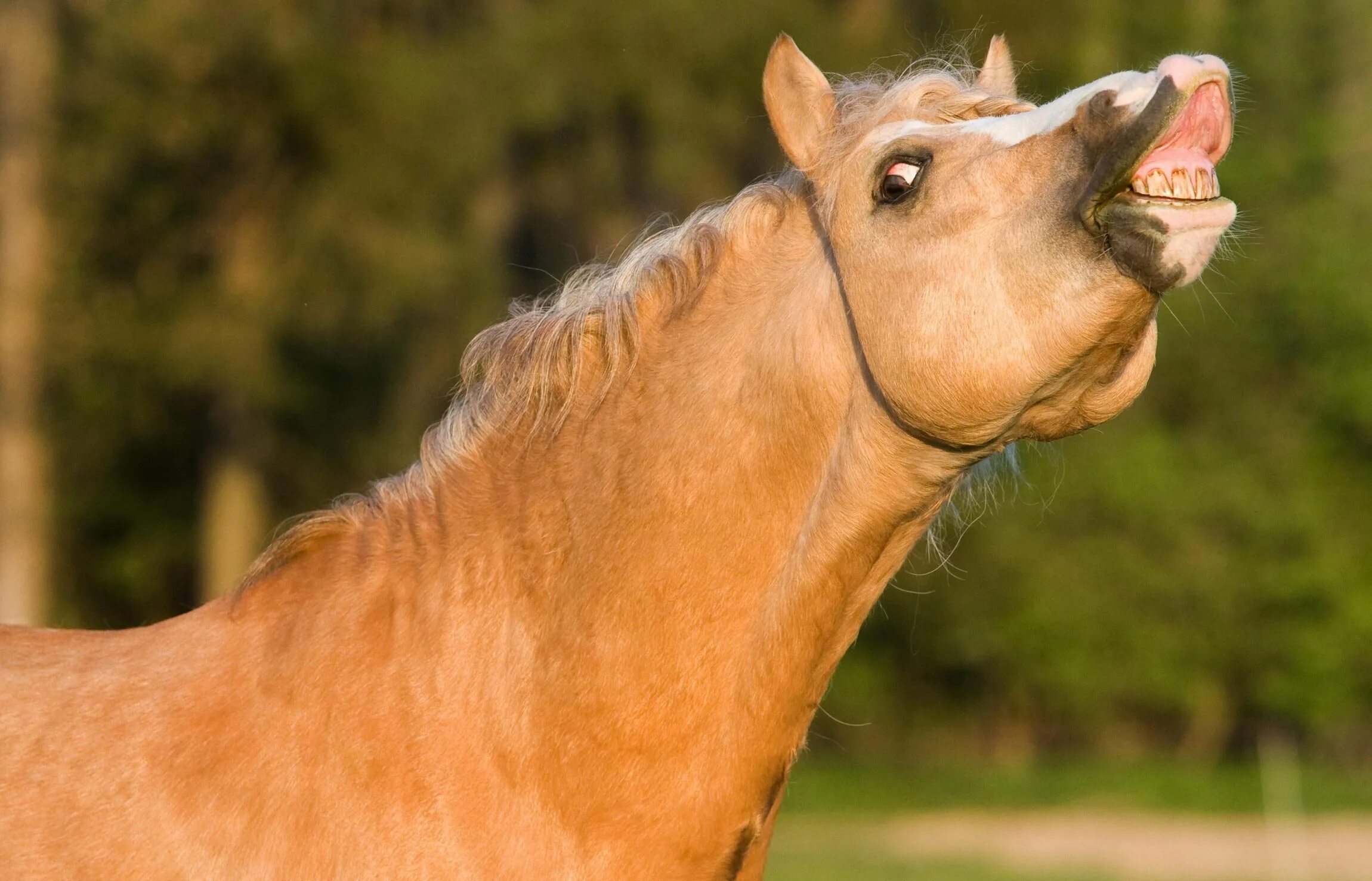 Улыбка лошади. Радостная лошадь. Конь улыбается. Смешная морда лошади. Рыжая лошадь.