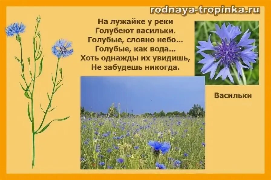 Василек стих. Стих про Василек для детей. Василек для дошкольников. Стихи про васильки. Стих о васильке.