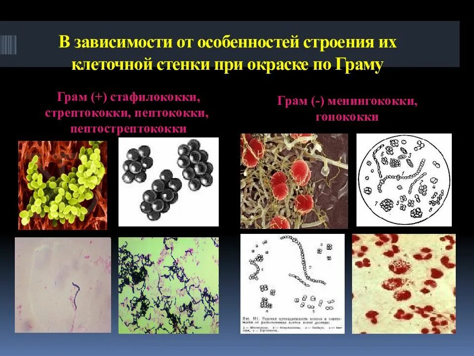 Peptostreptococcus. Менингококки и гонококки микробиология. Пептококки микробиология. Пептострептококки микробиология. Вирусология микробиология.