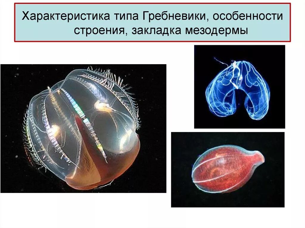 Онтогенез кишечнополостных