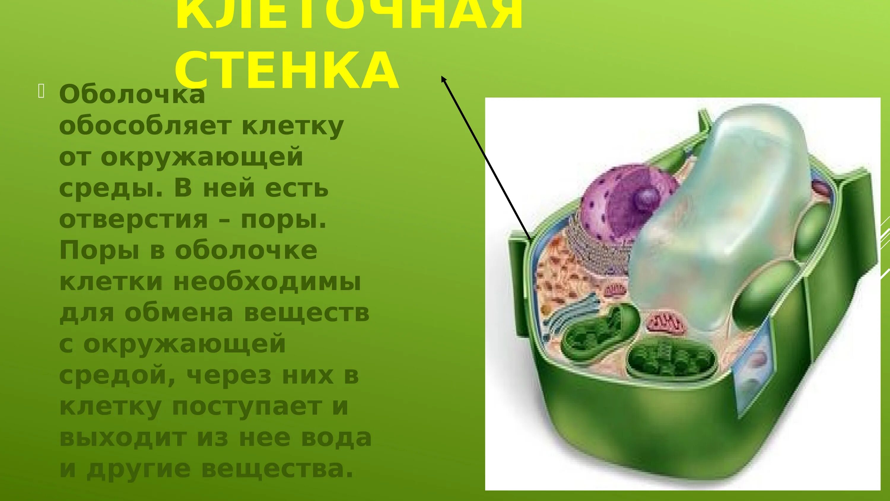 Состав оболочки растительный. Клеточная стенка мембрана оболочки клетки. Клеточная стенка это оболочка клетки. Клеточная стенка растительной клетки. Функция мембраны растительной клетки.