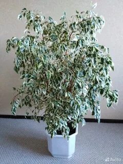 Фикус старлайт