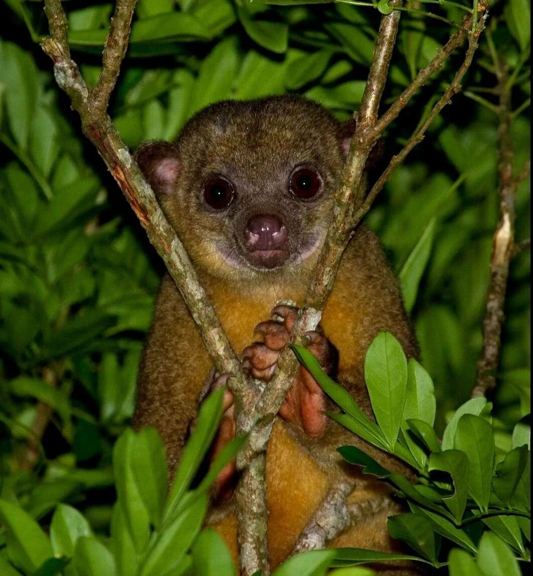 карликовый кинкажу. кинкажу животное. киканджу. кинкажу медовый медвежонок. карликовый кинкажу.