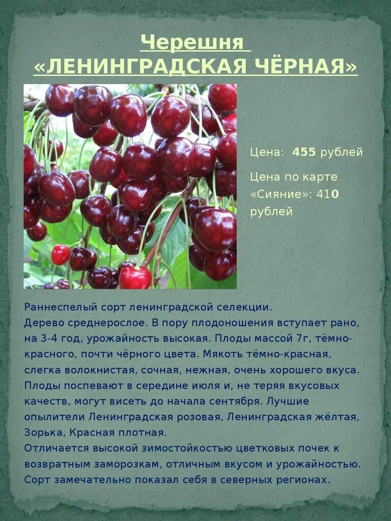 Сорт черешни Дайбера. Дайбера черная черешня описание. Черешня Дайбера черная описание сорта. Сорт черешни Дайбера черная. Черешня ревна описание сорта опылители