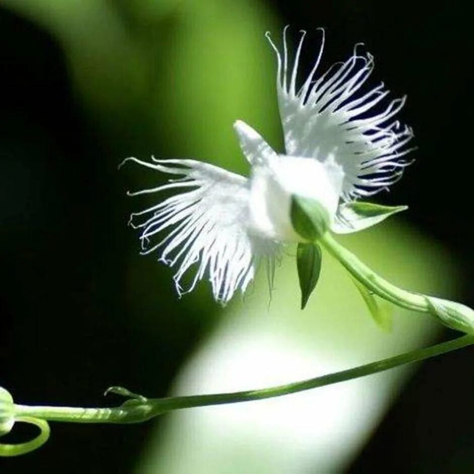Орхидея цапля. Хабенария радиата белая цапля. habenaria radiata. орхидея хабенария радиата (habenaria radiata). habenaria myriotricha. орхидея «большая белая цапля» (habenaria radiata).