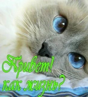 Котики с красивыми глазами