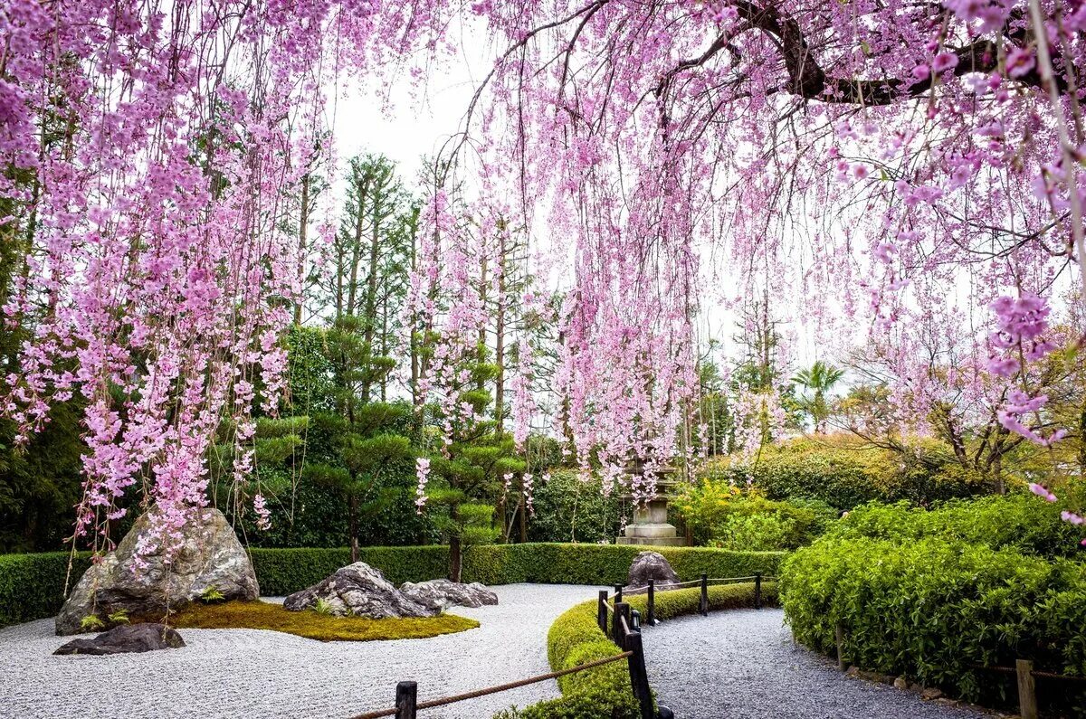 Сад цветущей сакуры. Сад Кавати Фудзи. Йокогама Япония сад Сакуры. Японский ландшафтный Сакура цветение. Аллея Сакуры в Японии цветение.