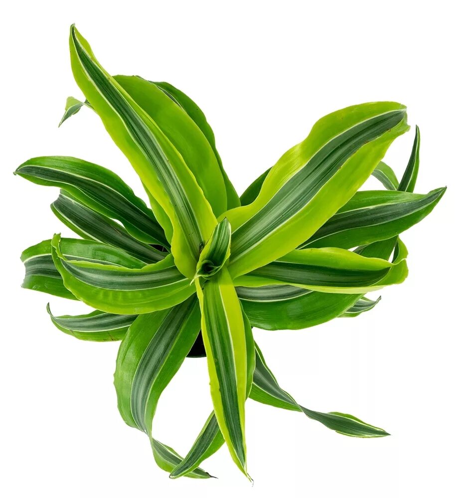 драцена лемон лайм. драцена фрагранс лемон сюрприз. драцена лимон лайм. драцена фрагранс лайм. дроцена фрогоанс лтион.