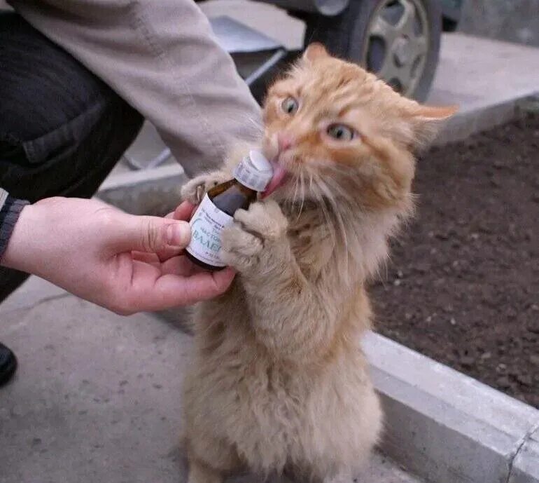 Можно коту таблетку валерьянки. Кот и валерьянка. Валерьянка для кошек. Накуренные коты. Кот после валерьянки.