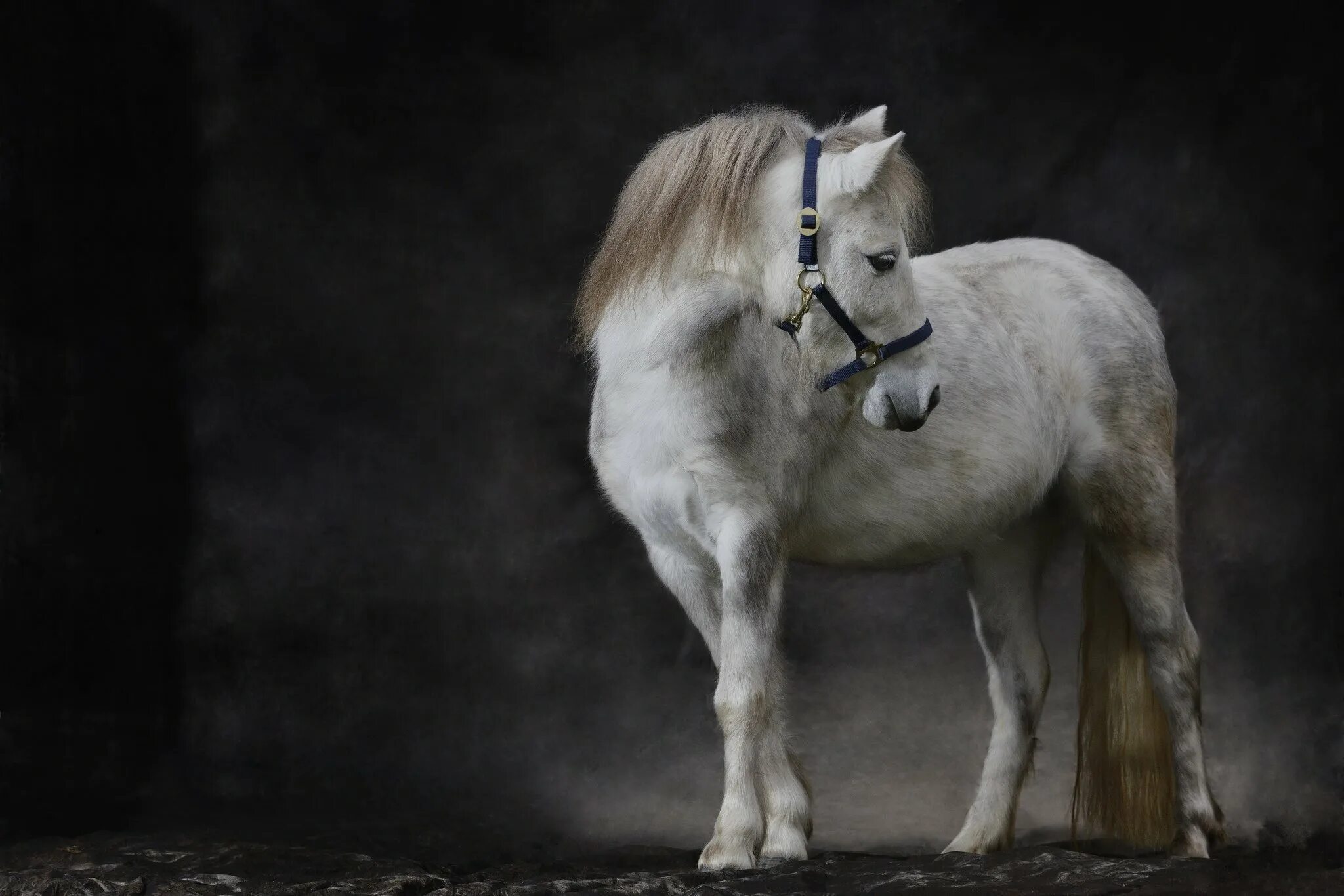 Хорс жеребенка. Маленькие лошади. Жеребенок педро. Жеребенок цыганской упряжной. Ширский жеребенок.