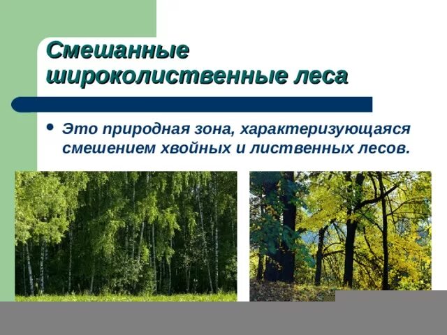 Коэффициент увлажнения смешанных и широколиственных лесов. Тип климата широколиственных лесов. зона широколиственных лесов 4 класс. пространственная структура широколиственного леса. зона широколиственных лесов климат.
