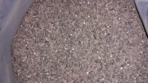Как всходит фацелия после посева