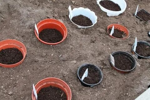 Семена каких цветов можно сажать осенью