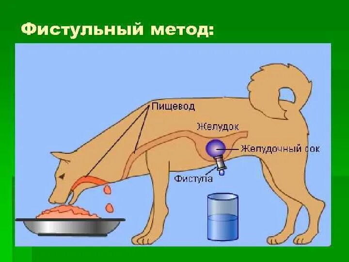 Эксперименты физиологии