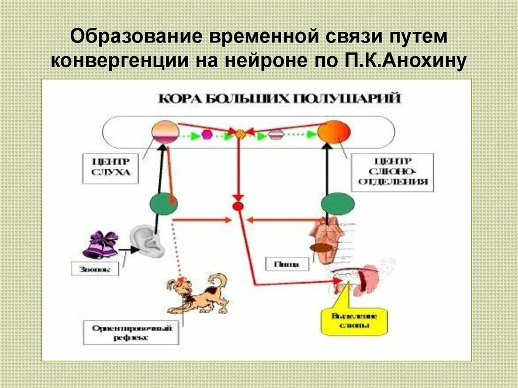 Временная связь рефлекс рефлекс. Механизм образования временной связи физиология. Образование временных связей физиология. Время связь это физиология. Физиологические механизмы замыкания временных связей.