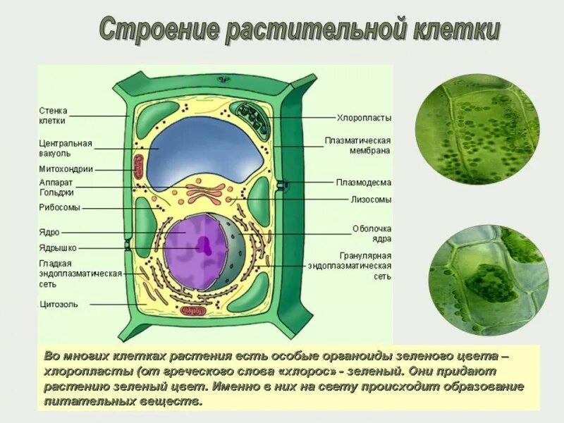 Растительные клетки способны