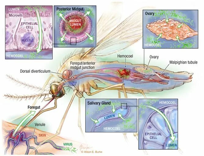 Сколько сердец у комара. Сколько сердец у комара. У комара есть сердце. Малярийный комар строение. Сколько сердец у комара.