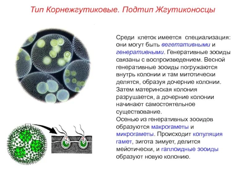 В клетках имеется типа