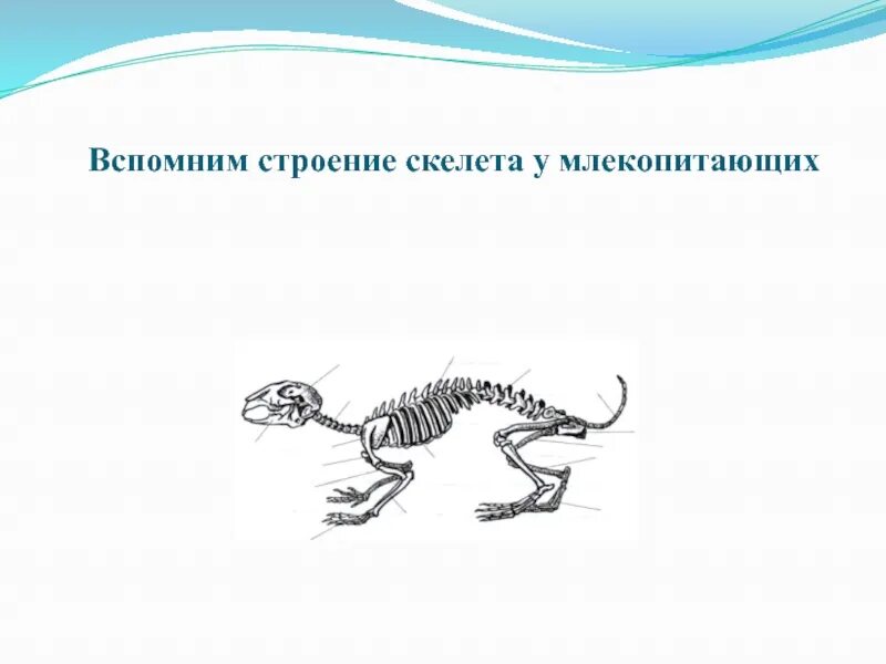 Скелет млекопитающих. Строение скелета млекопитающих. Скелет млекопитающих 7 класс. Скелет млекопитающих лабораторная работа.