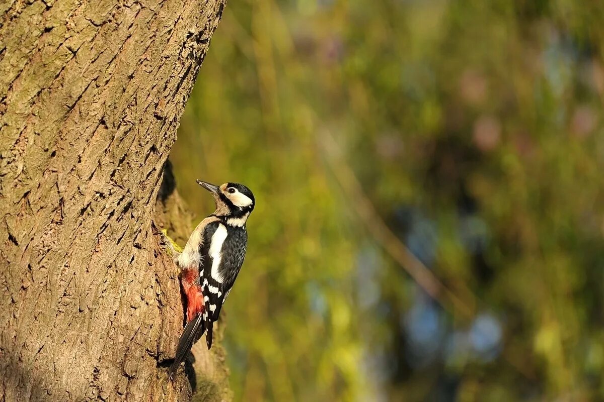 Средний пёстрый дятел. Дятел красношапочник. Зимующий дятел. Дятел. Большой пёстрый дятел зимой.