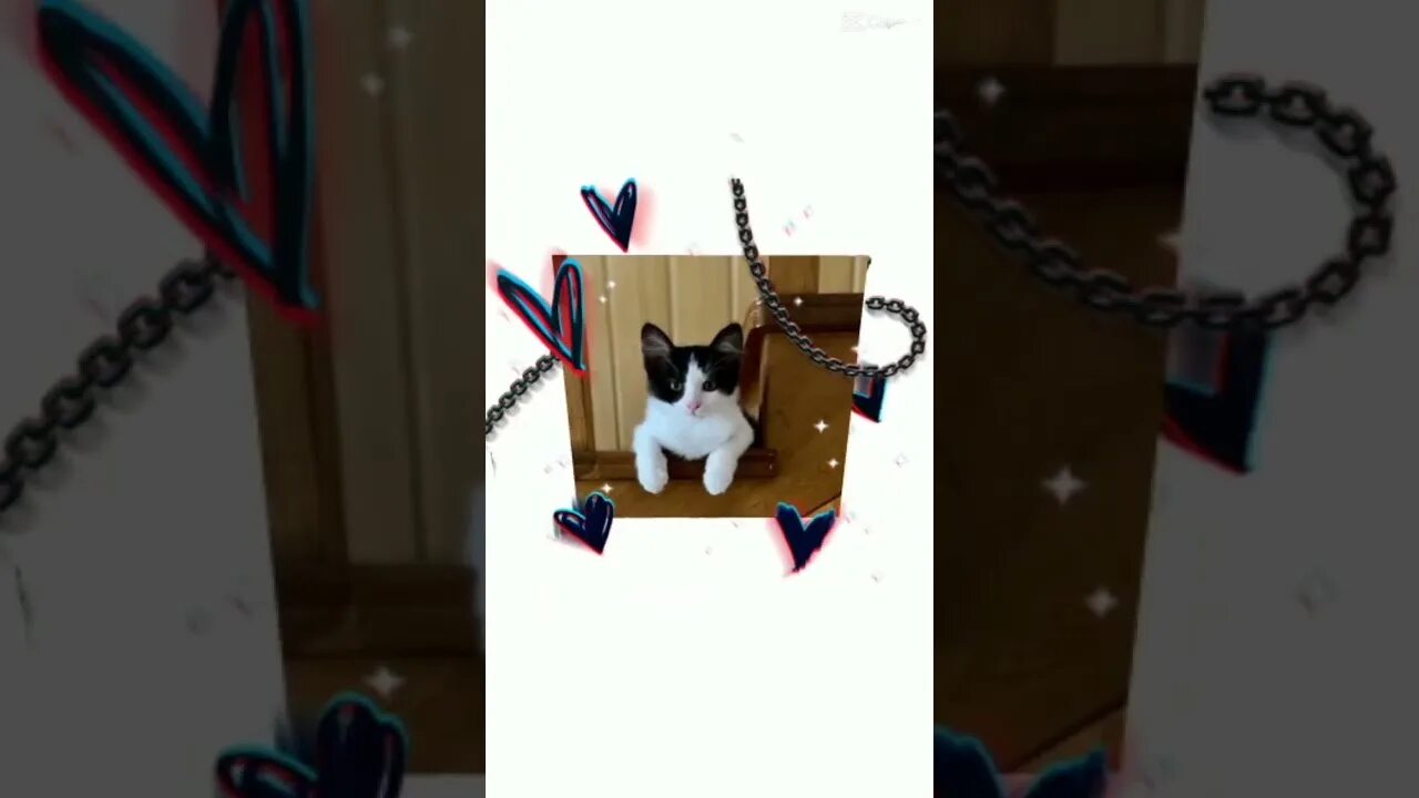 А ну ка давай ка котята канала. А ну ка давай ка котята канала