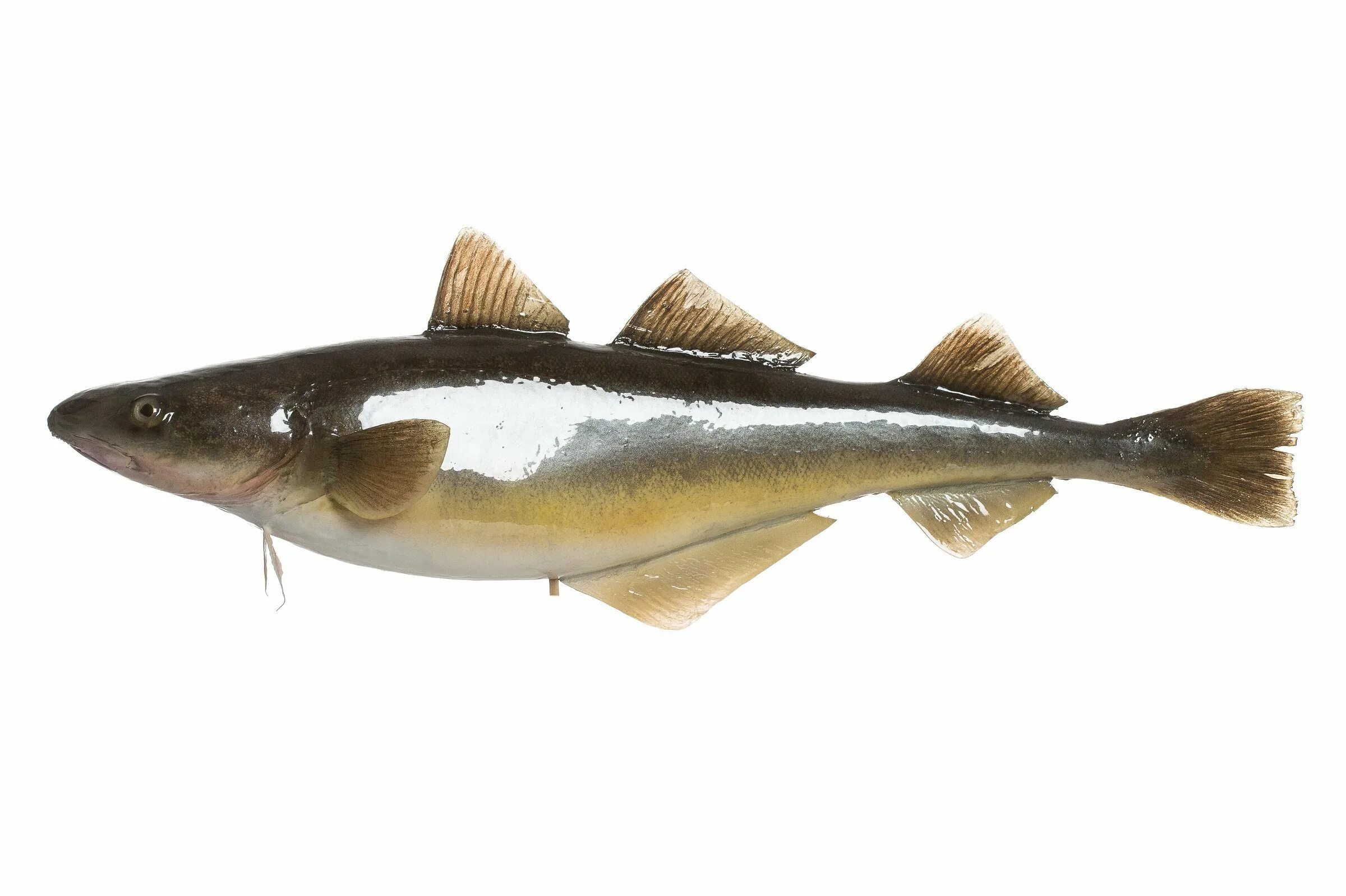 Навага северная. Навага какая рыба. Навага рыба. Навага северная. Навага какая рыба.