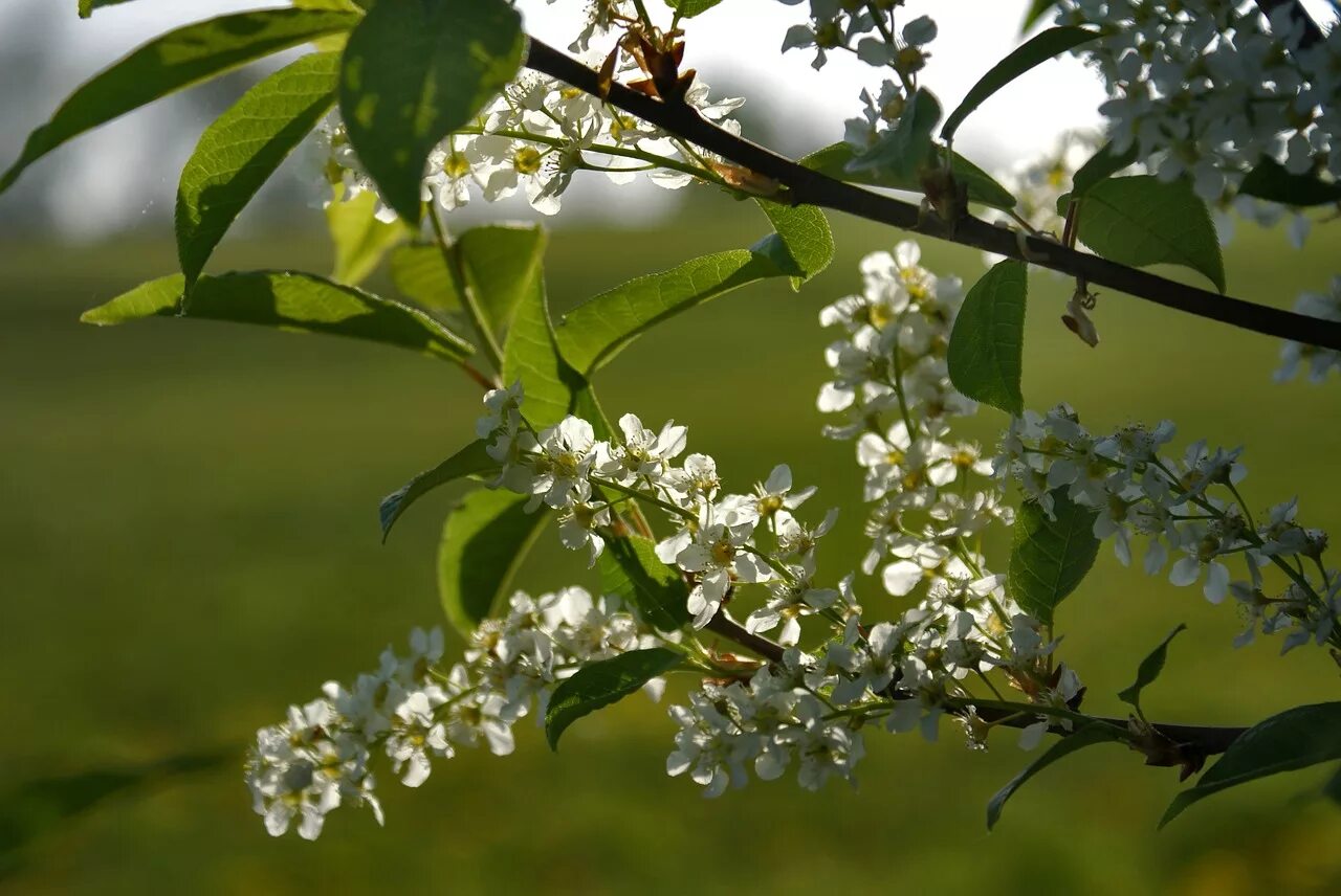 Bird cherry