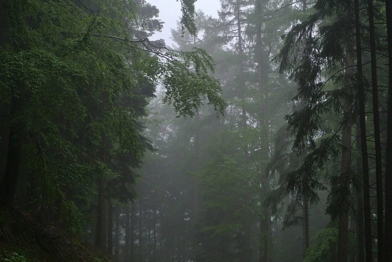 Осадки хвойных лесов. Туманный лес Таганай. Хвойный лес в тумане. Дождь в лесу. Дождливый лес.
