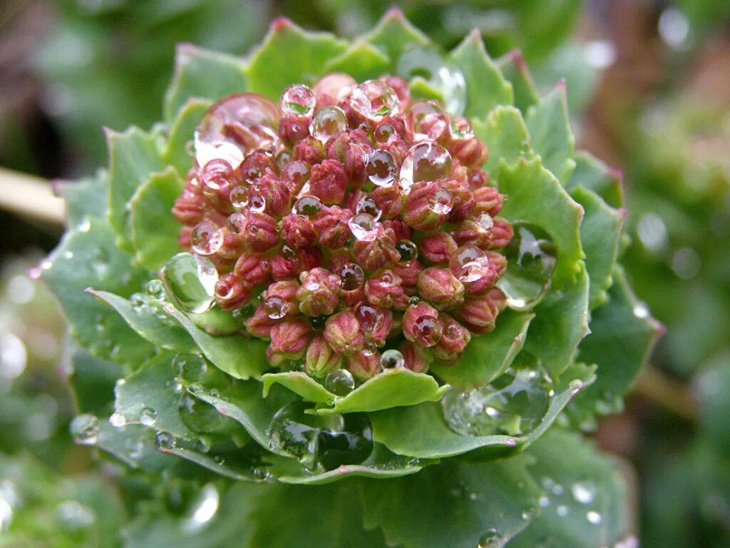 Родиола розовая. Родиола розовая растение. Золотой корень родиола. Родиола розовая - Rhodiola rosea l..