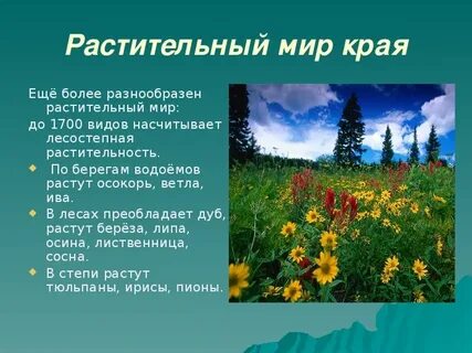 Растения города презентация