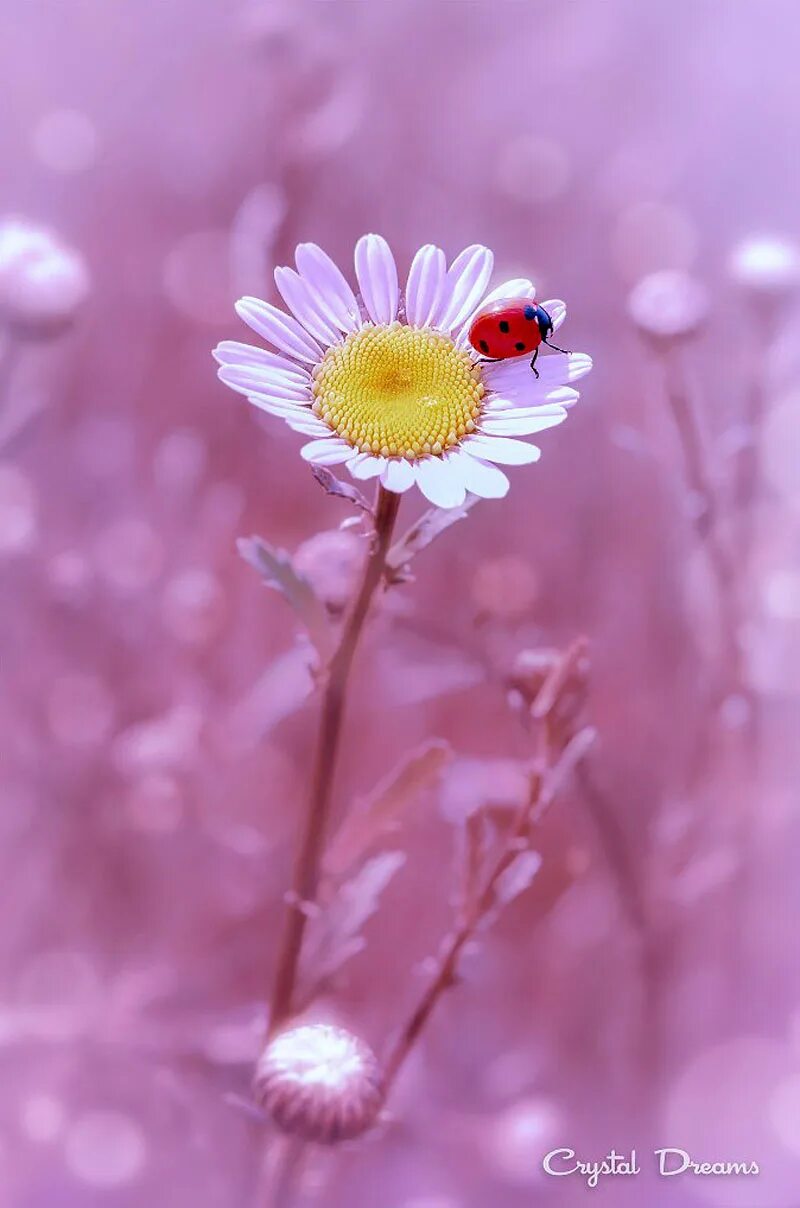 нежные прикосновения влюбленных. утро любовь нежность добро. утро любовь нежность добро. нежности с утра. солнышко в руках.