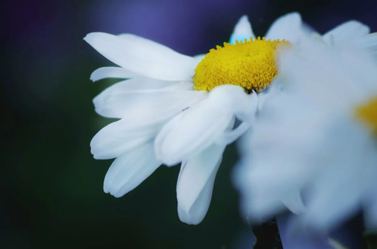 контакты ромашка. контакты ромашка. ромашки картинки красивые. обняла ромашка белую ромашку. контакты ромашка.