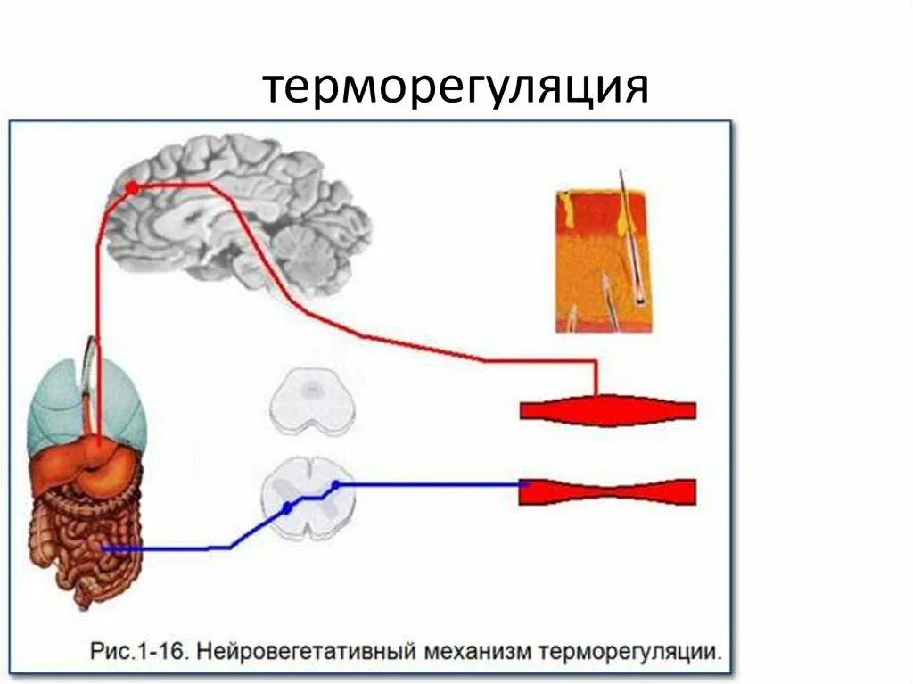 Регуляция тепла. Терморегуляция. терморегуляция организма человека. терморегуляция кожи. терморегуляция физиология.