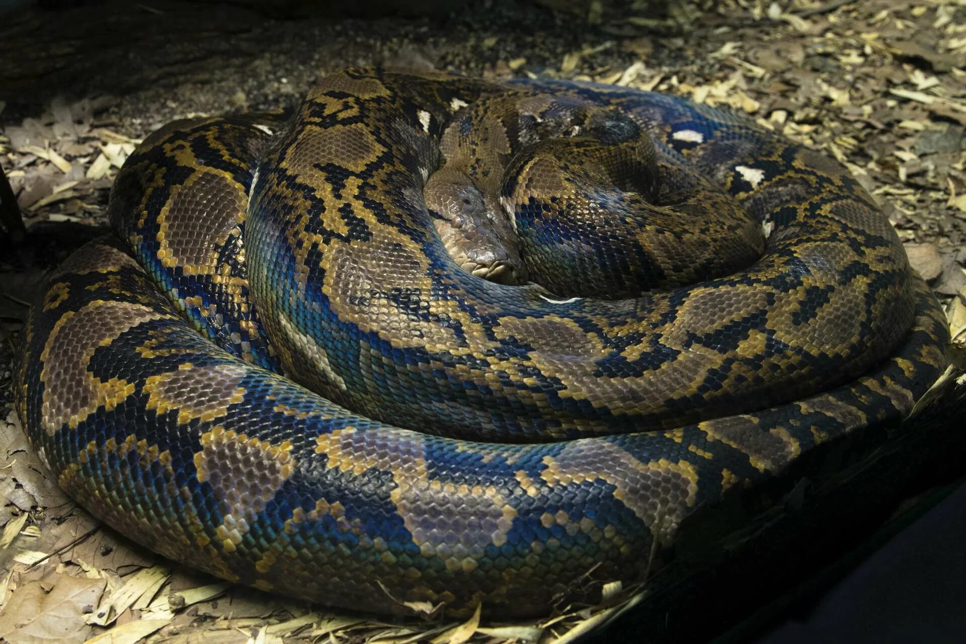 Фотографии python. Сетчатый питон 7.5 метров. Сетчатый питон - 12,2 м. Удав сетчатый питон. Змея сетчатый питон.