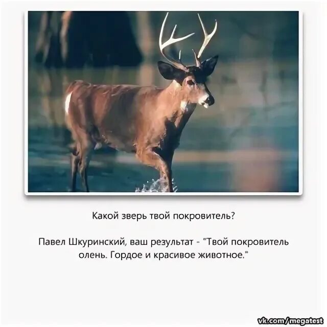 В честь какого животного 2025. Какой зверь твой. какой зверь будет в 2025. твои животные. твое животное покровитель тест.