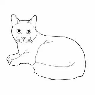 Как нарисовать кошку поэтапно карандашом британскую.