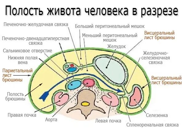 Разобщение листков брюшины