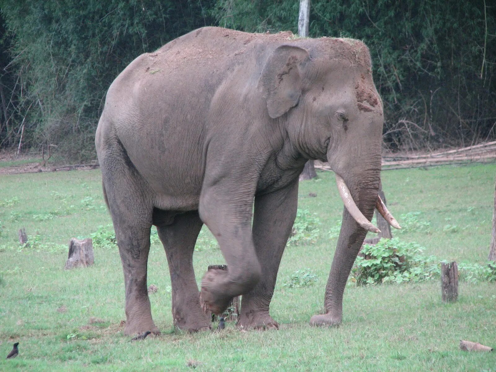 Elephant pet. Слон. Индийский слон. Индийские слоны. Слон фото.