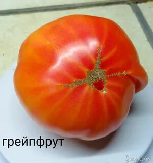 Томат грейпфрут отзывы