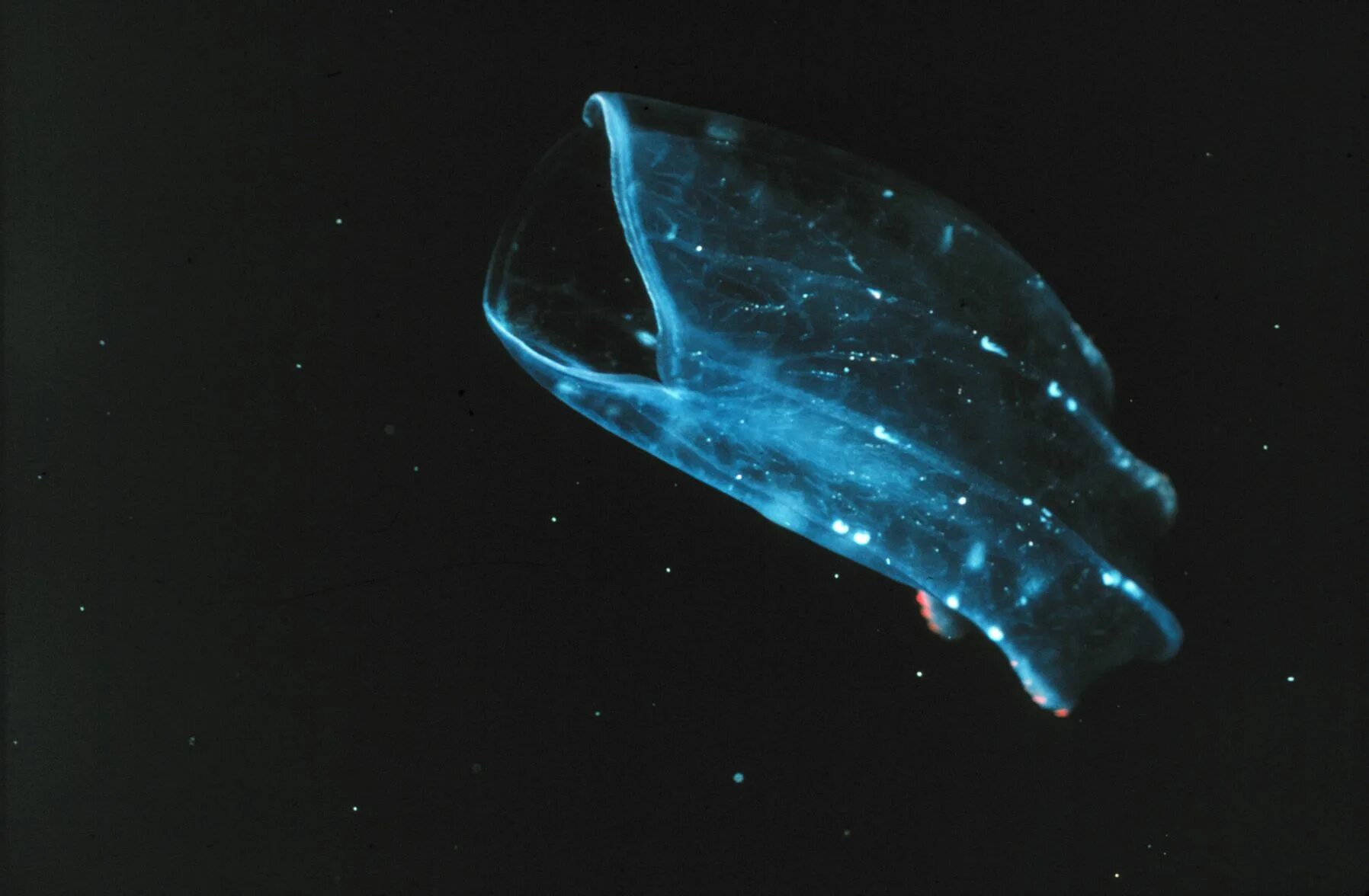 Comb jellies. Медуза Гребневик. Биолюминесценция гребневиков. Цидипповый Гребневик. Светящиеся гребневики.