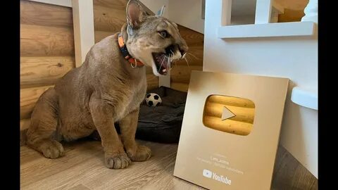 I am puma