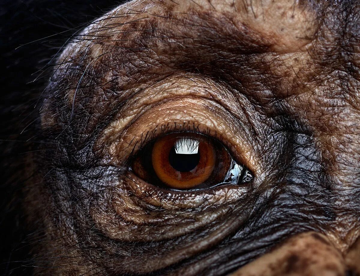 Глаза приматов. Обезьяна макака. Маймун обезьяна. Глаз мартышки. Обезьяньи глаза.