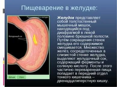 В желудке выделяют