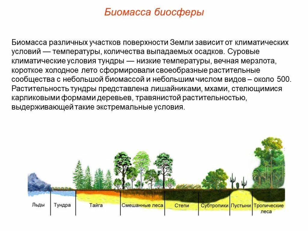 Как распределяется биомасса в пределах биосферы