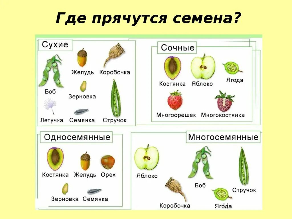 Многообразие семян. Виды сочных односемянных плодов. Типы плодов сухие и сочные. Плоды сухие и сочные односемянные и многосемянные таблица. Тип плода у покрытосеменных растений.