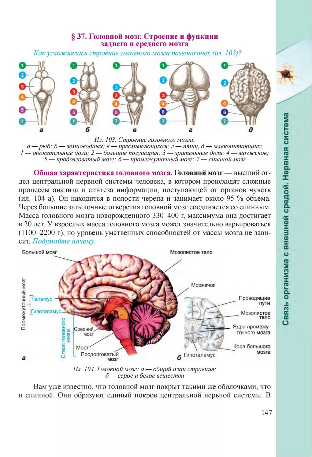 Общий план строения головного мозга. Мозг строение и функции. Функции отделов головного мозга. Строение головного мозга таблица.