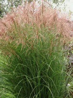 Flowers grasses