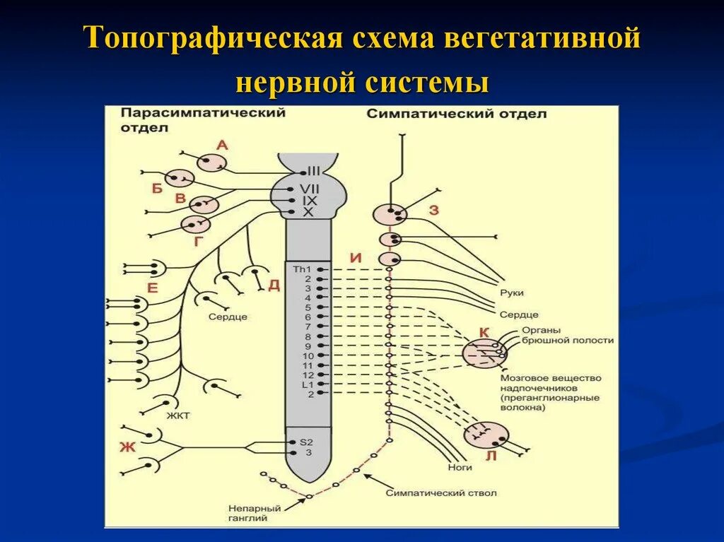 Нервные центры симпатического отдела. Схема строения симпатической нервной системы. Строение симпатической части вегетативной нервной системы. Схема строения парасимпатической части вегетативной нервной системы. Центры парасимпатического отдела вегетативной нервной системы.