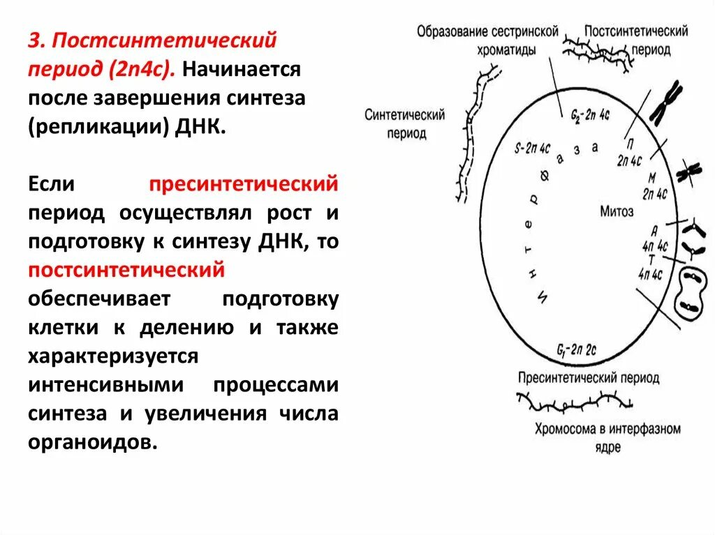 Подготовка к синтезу. Жизненный цикл клетки пресинтетический период. Пресинтетический период интерфазы. Синтетический пресинтетический постсинтетический клеточный цикл. Постсинтетический период клеточного цикла.